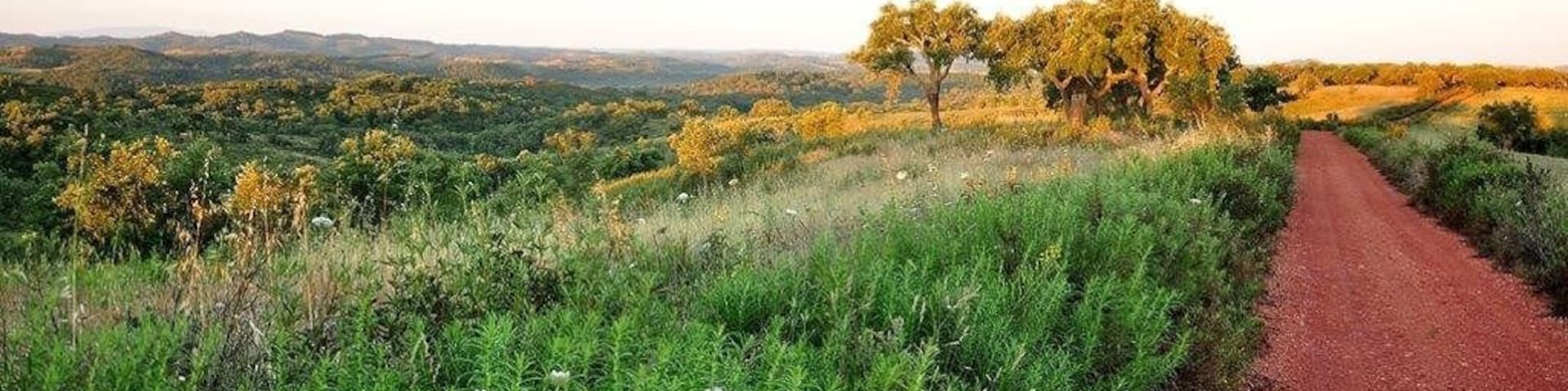 A rural landscape with a dirt road, green vegetation, and a tree in the distance.