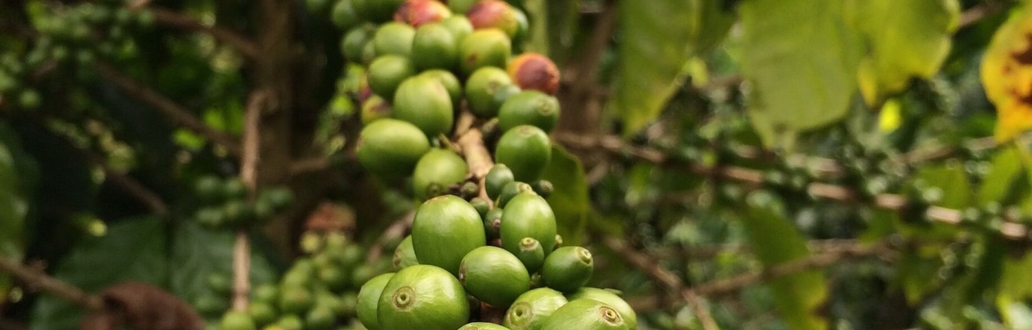 Pick up some coffee and enjoy it in the coffee garden just behind the shop.