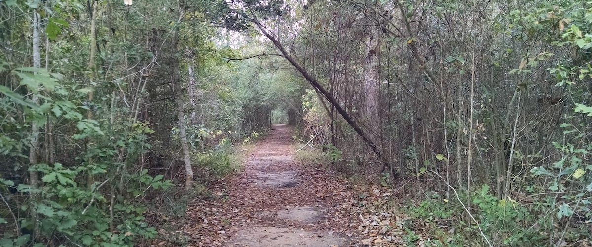 A forest path surrounded by dense trees and foliage.