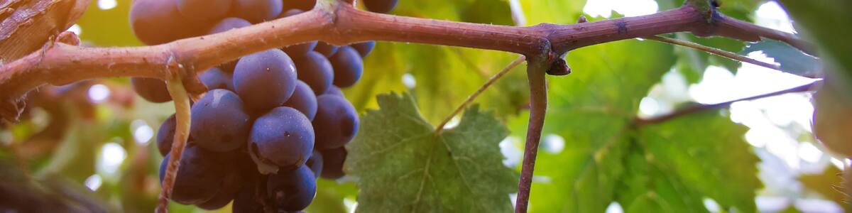 Canary Islands, Tenerife, grape vines close up