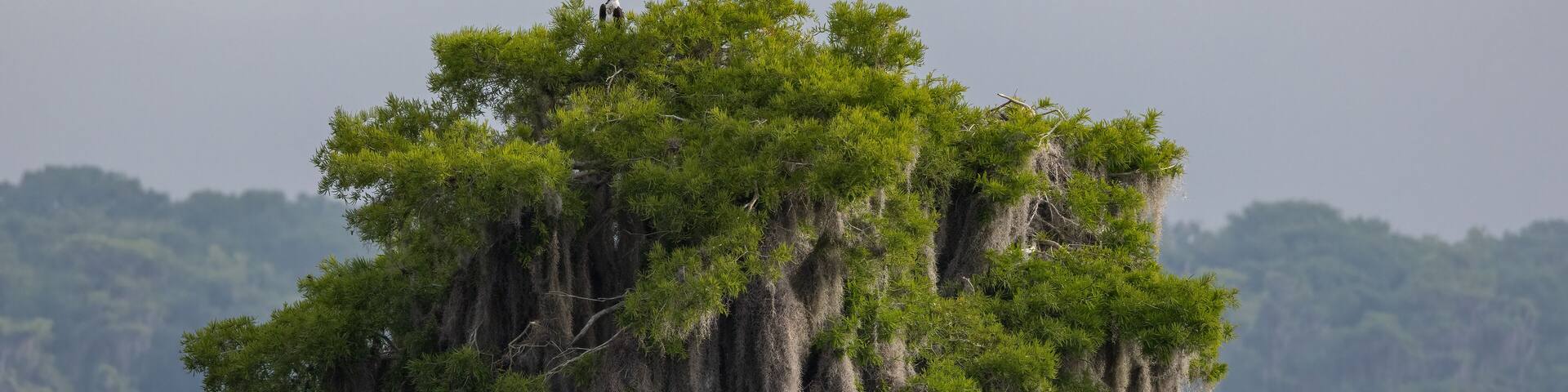 Osprey in a tree in Florida