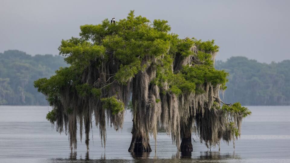 Osprey in a tree in Florida