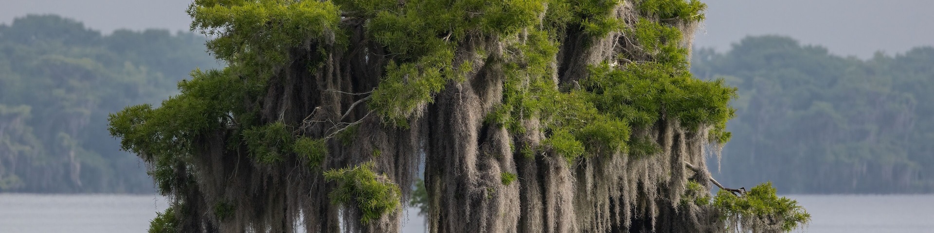 Osprey in a tree in Florida