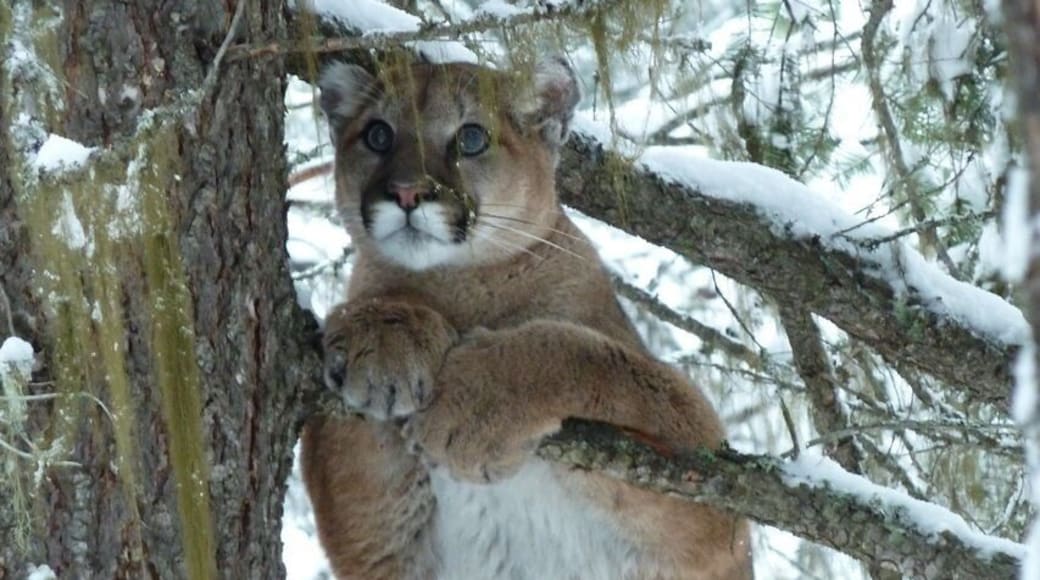 An unexpected encounter while snowshoeing around Jaffray BC Canada