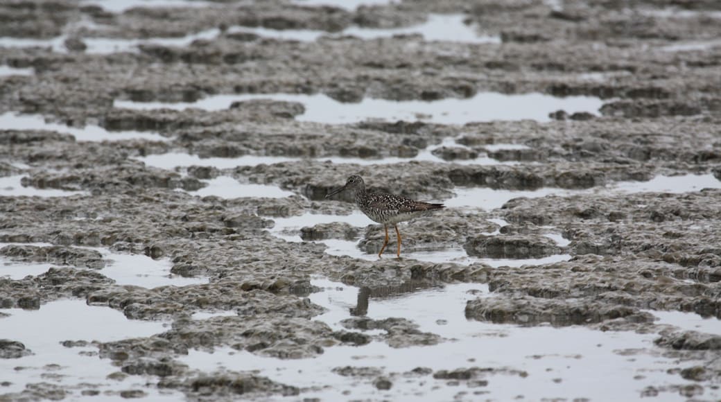 Bird plays in the mud during low-tide.