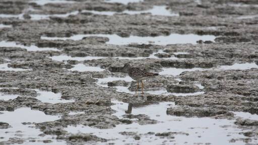 Bird plays in the mud during low-tide.