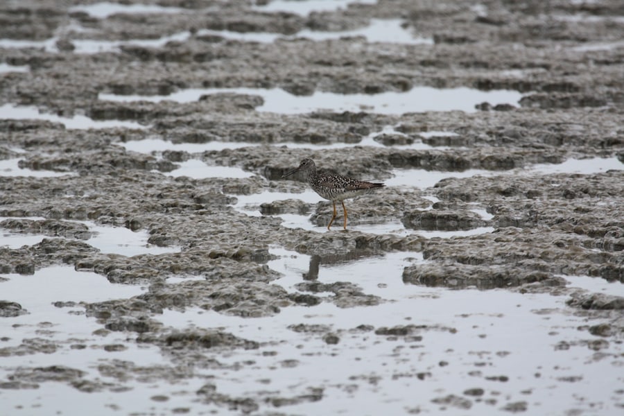 Bird plays in the mud during low-tide.