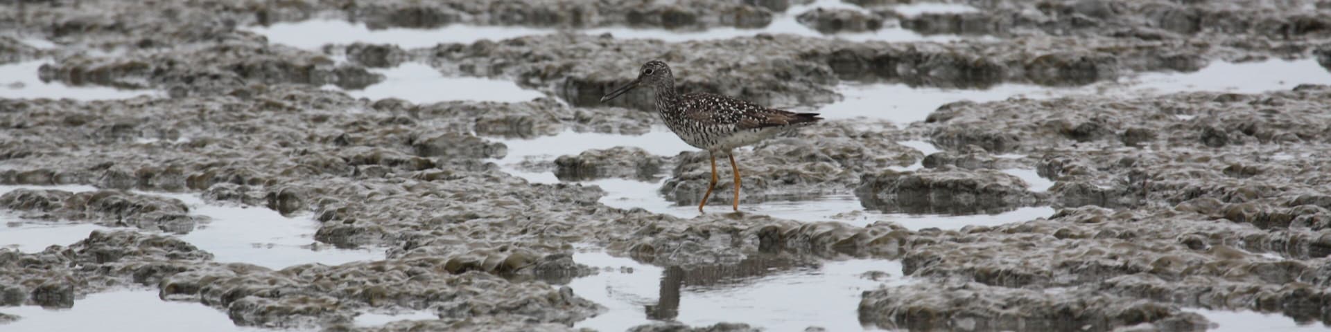 Bird plays in the mud during low-tide.