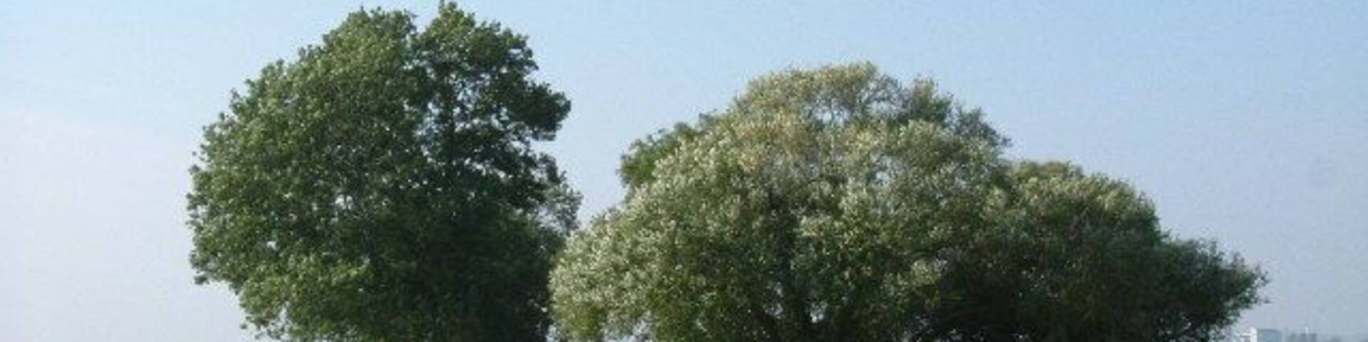 Bridleway to Butler's Farm. This is the bridle path that runs from Mucking Hall Farm to Butlers Farm. The photo was taken looking east.