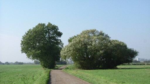Bridleway to Butler's Farm. This is the bridle path that runs from Mucking Hall Farm to Butlers Farm. The photo was taken looking east.
