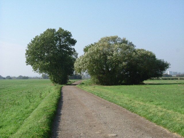 A rural dirt path flanked by two large trees in a green field.