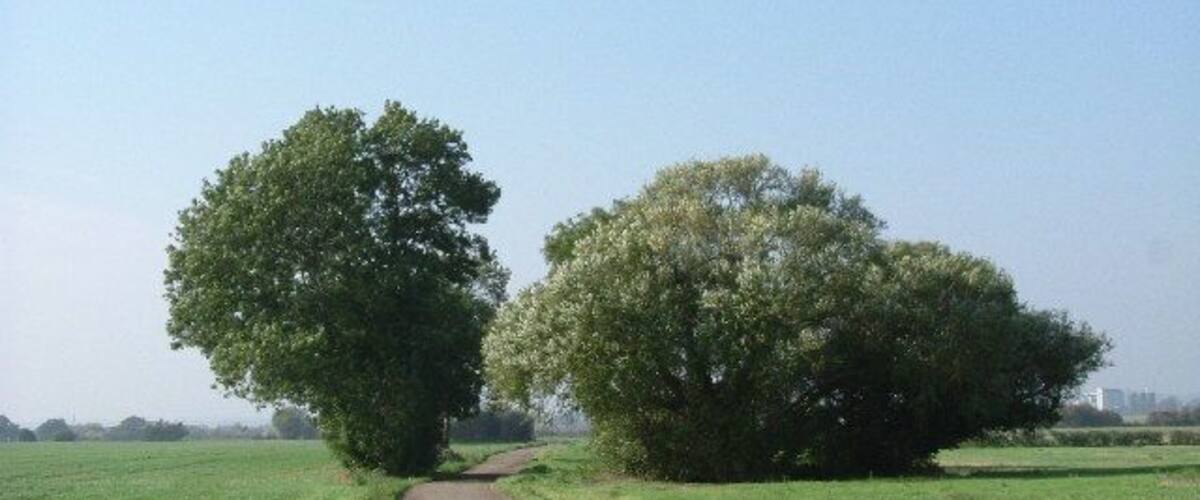 A rural dirt path flanked by two large trees in a green field.