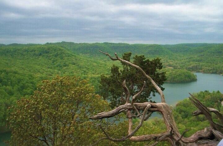 A forested landscape with a winding river and a prominent dead tree in the foreground.