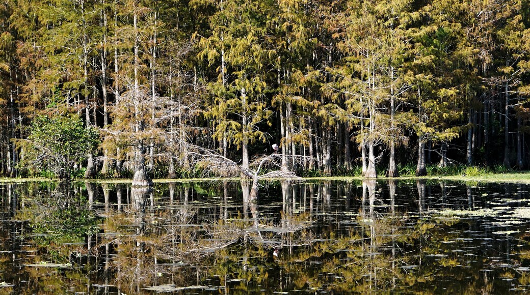 Cypress Lake
