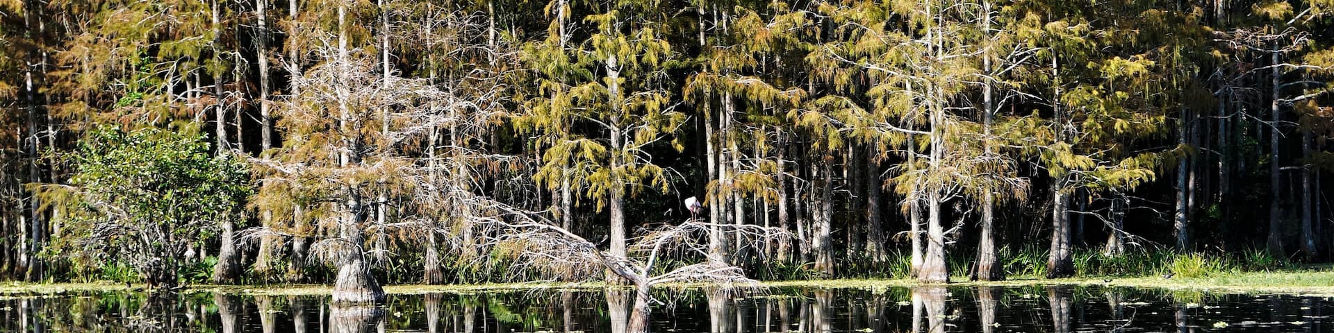 autumn in the Florida swamp