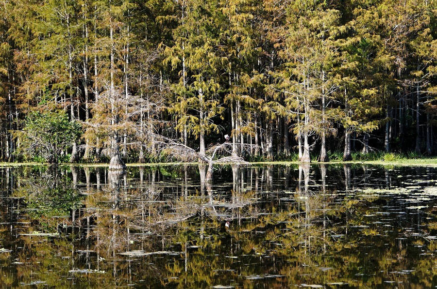 autumn in the Florida swamp