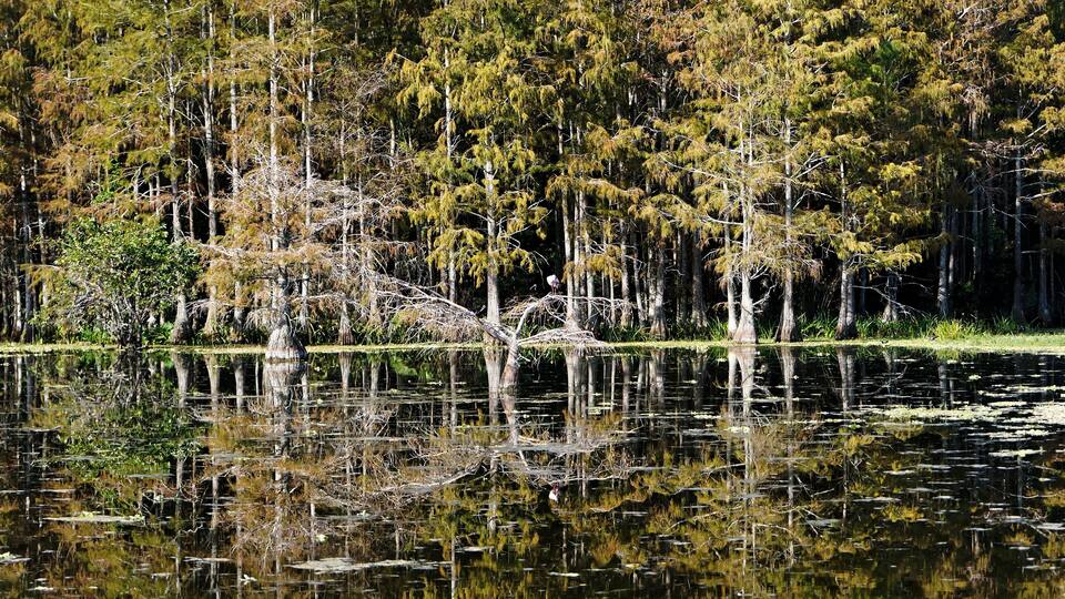 autumn in the Florida swamp
