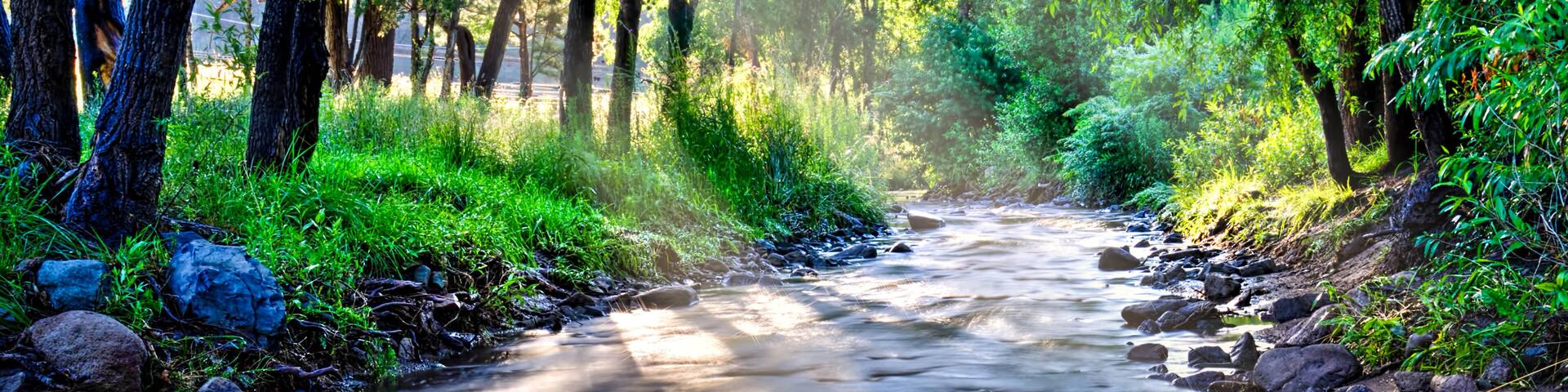 Peaceful Forest Morning: Rio Bonitto, Lincoln National Forest, NM
