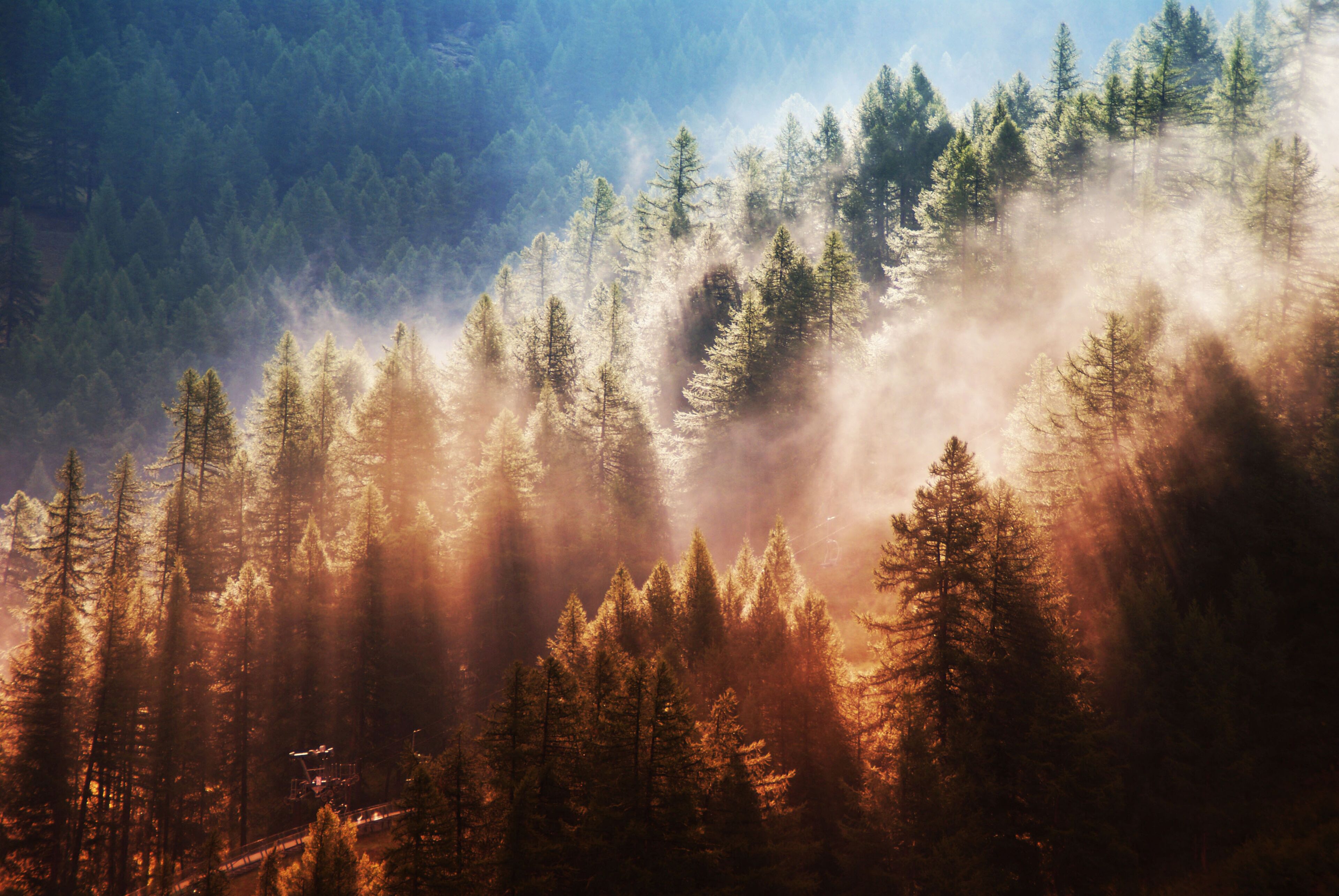Italy, Pragelato, bosco e nebbia