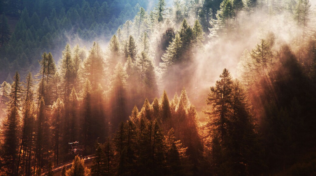 Italy, Pragelato, bosco e nebbia