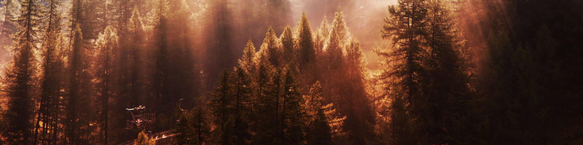 Italy, Pragelato, bosco e nebbia