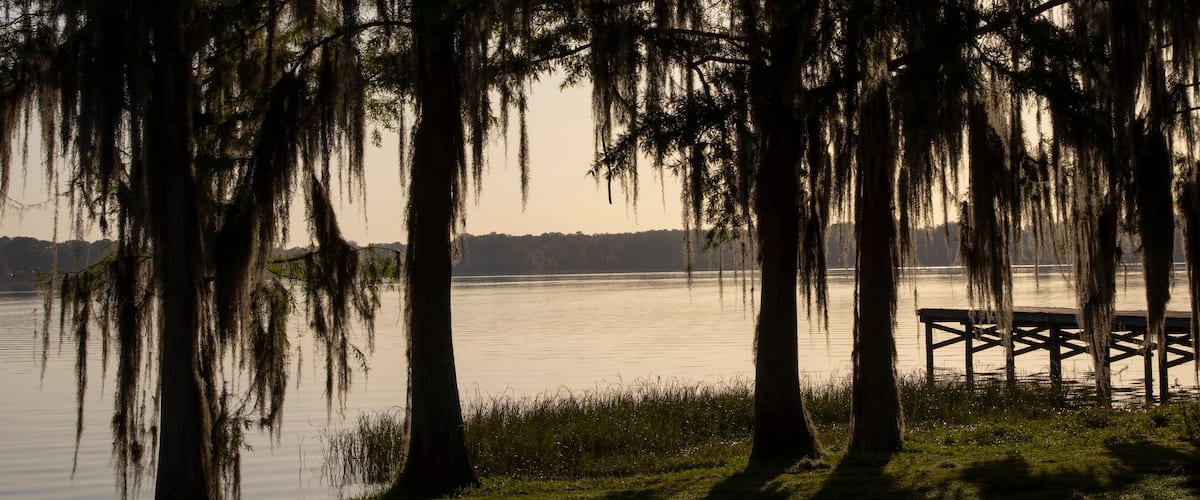 Cypress trees draped with Spanish Moss at sunrise Lake Henderson, Inverness, FL