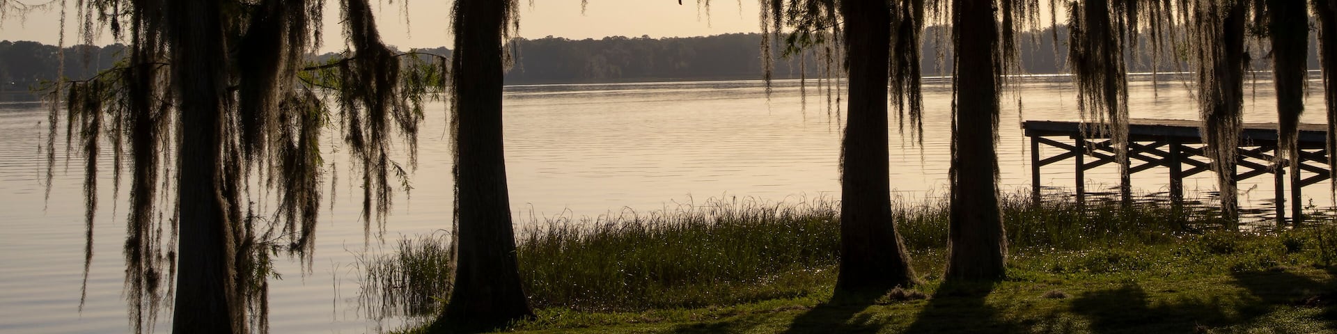 Cypress trees draped with Spanish Moss at sunrise Lake Henderson, Inverness, FL