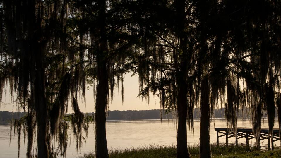 Cypress trees draped with Spanish Moss at sunrise Lake Henderson, Inverness, FL