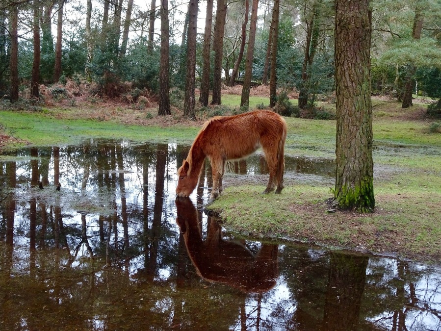 New Forest National Park
The rain of the last weeks created puddles all over.