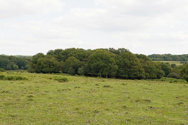 A grassy field with a dense cluster of trees in the background.