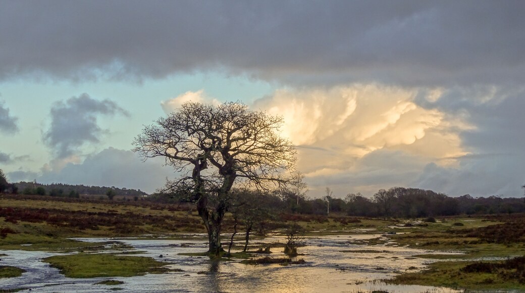 Not so unusual rainy pre-Christmas weather is soaking the forest all over. Little creeks turn into formidable waters.