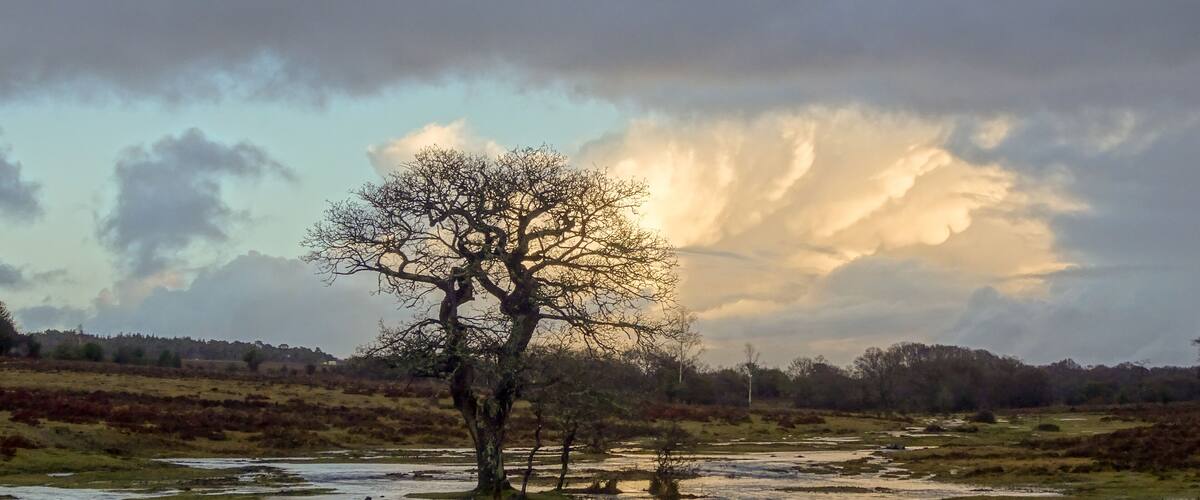 Not so unusual rainy pre-Christmas weather is soaking the forest all over. Little creeks turn into formidable waters.