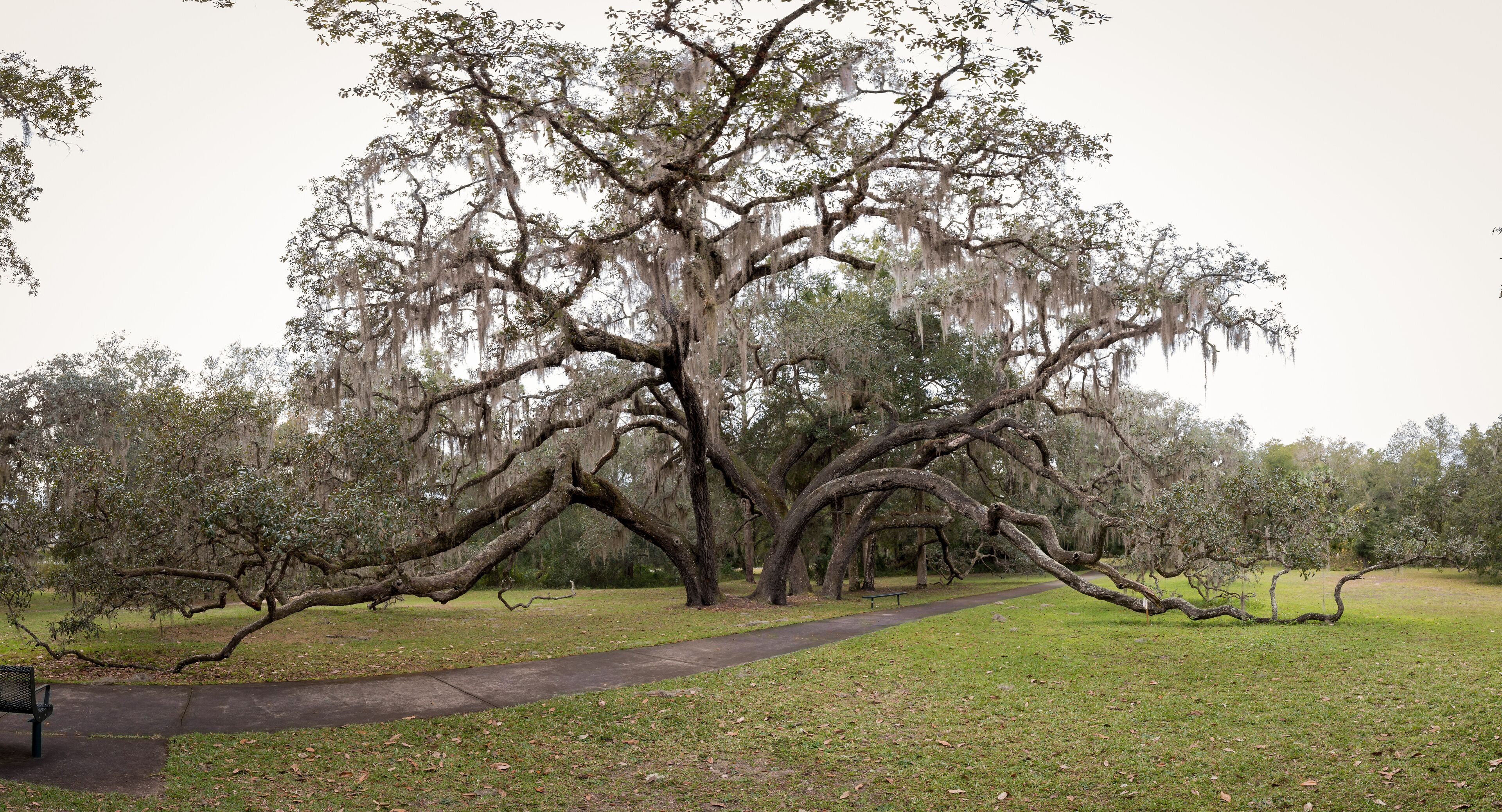A large tree with sprawling branches and Spanish moss, a paved path, and a grassy area.