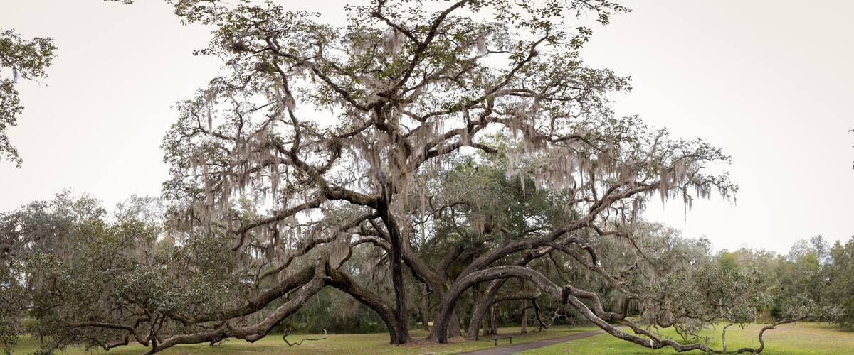 A large tree with sprawling branches and Spanish moss, a paved path, and a grassy area.