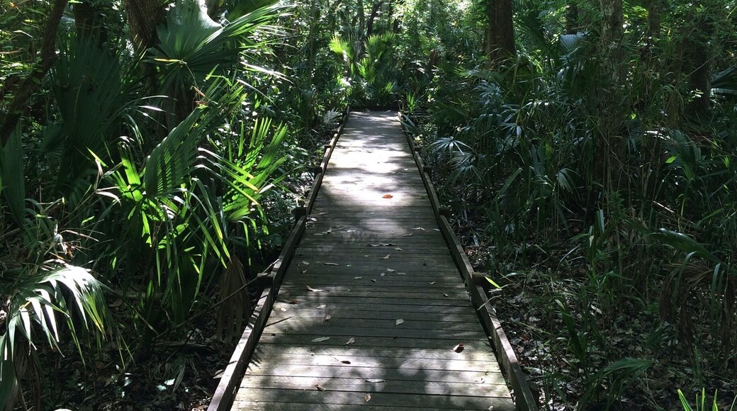 The bear swamp trail in the Salt Springs recreation area felt like stepping into Floridas past #trail #hiking #florida