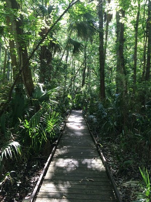 The bear swamp trail in the Salt Springs recreation area felt like stepping into Floridas past #trail #hiking #florida