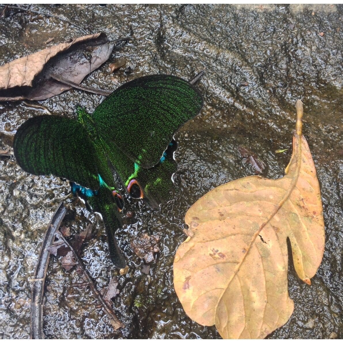 Beautiful butterfly resting near Iruppu waterfalls in Nagergole forest, Karnataka, India