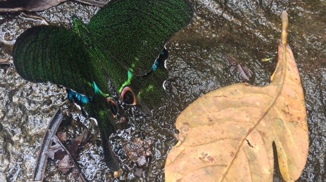 Beautiful butterfly resting near Iruppu waterfalls in Nagergole forest, Karnataka, India