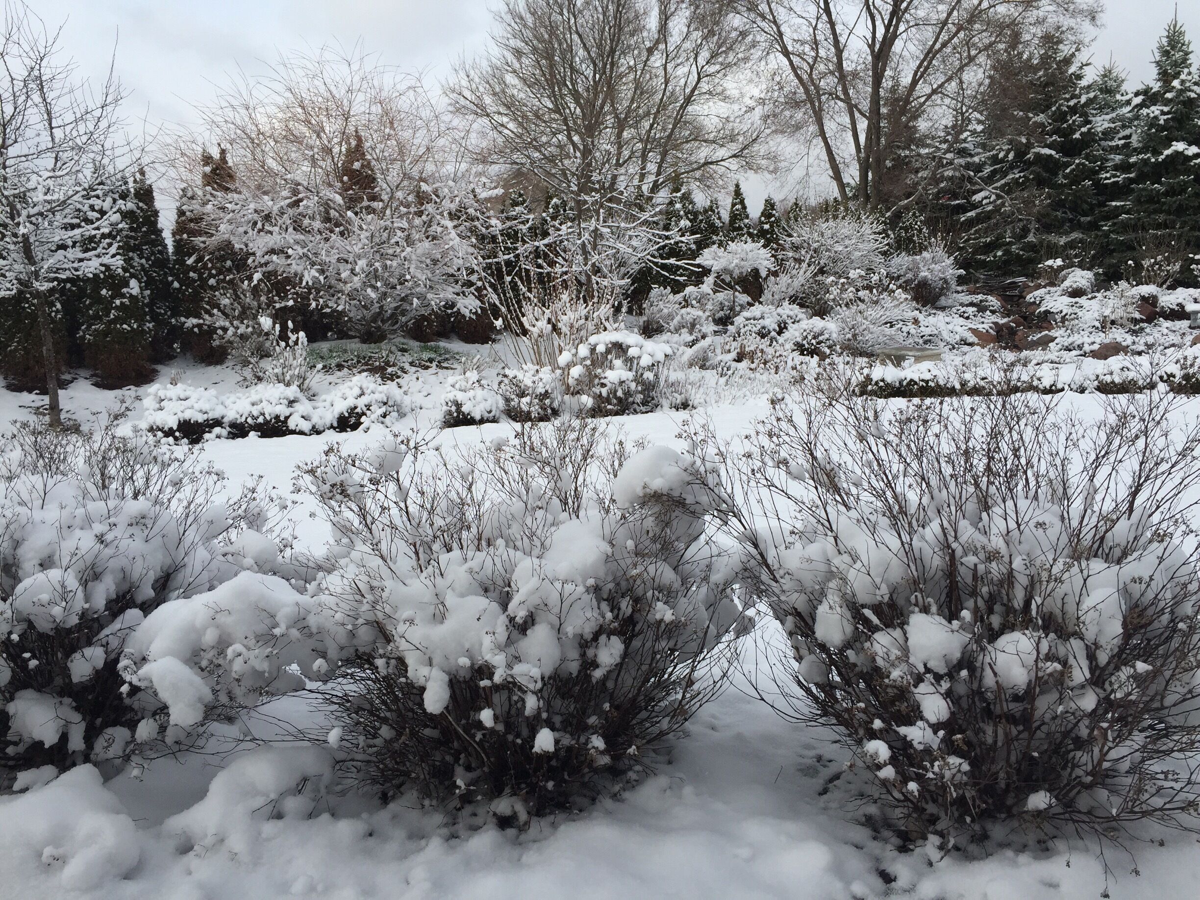 A snowy landscape with dense evergreen trees and shrubs.
