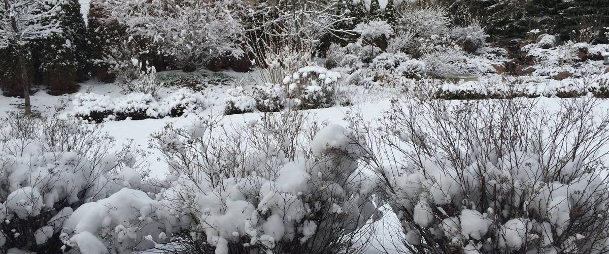 A snowy landscape with dense evergreen trees and shrubs.