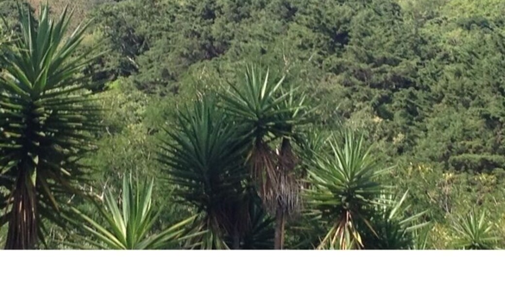 11 is the total number... Got here after a 1:30 uphill trail run/hike