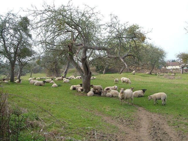 Orchard, Horton Fairly crowded orchard on footpath from A303 at east end of village.