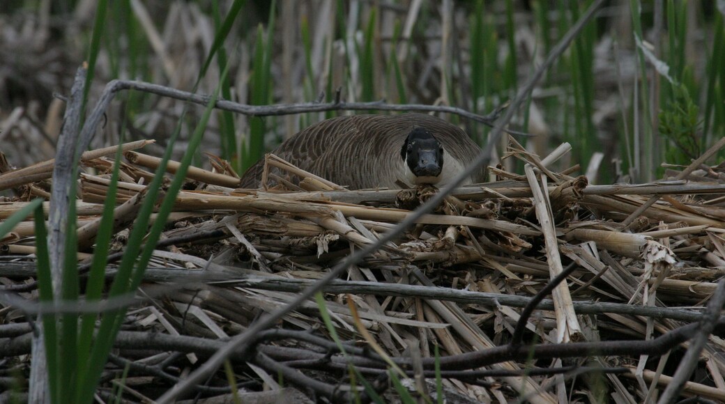 Nesting goose