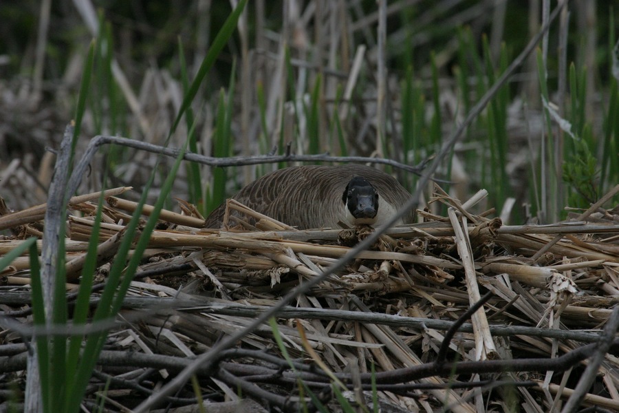 Nesting goose