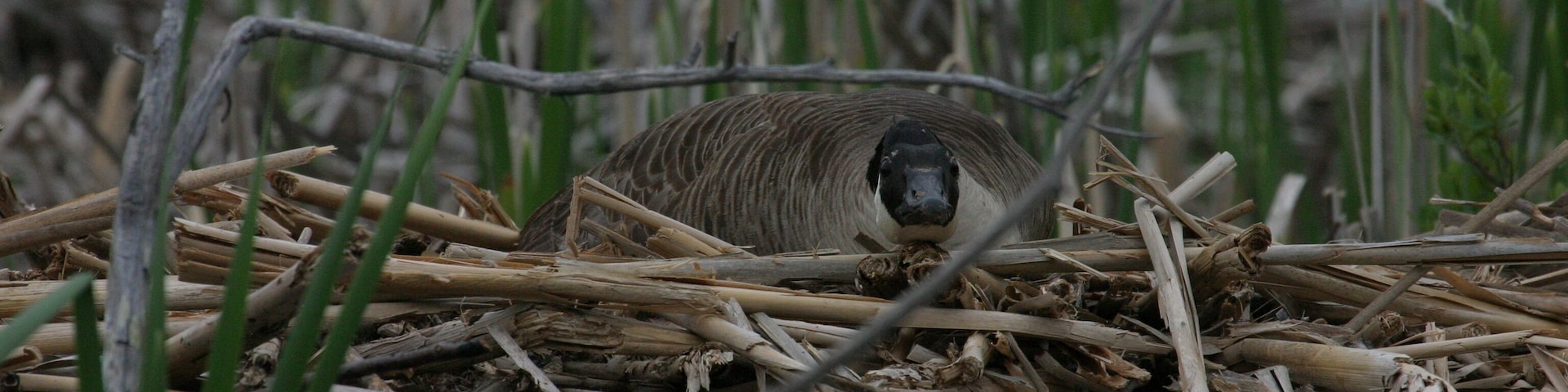 Nesting goose