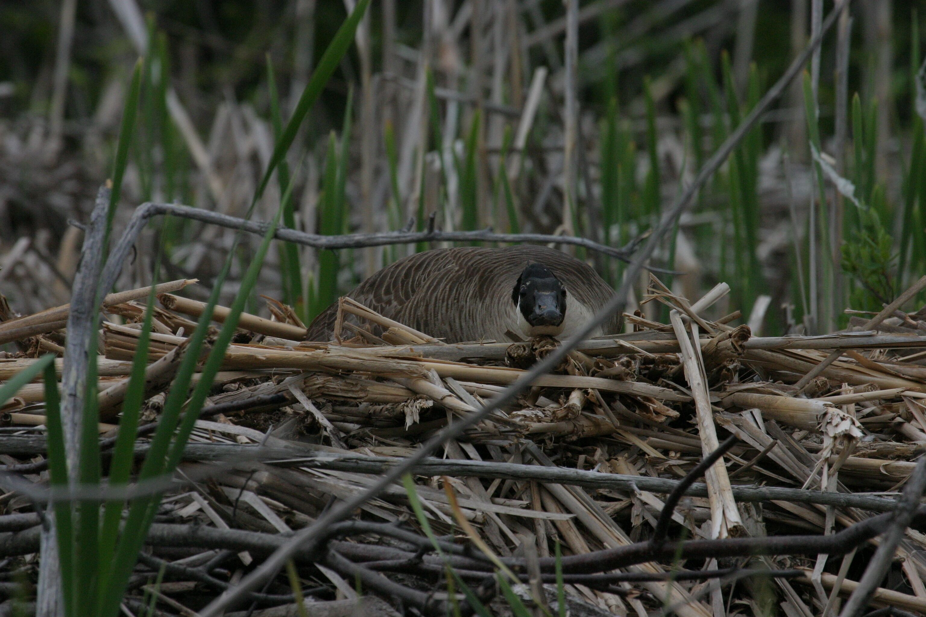 A bird in a nest made of twigs and leaves.
