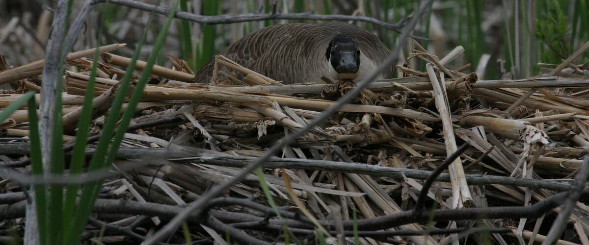 A bird in a nest made of twigs and leaves.