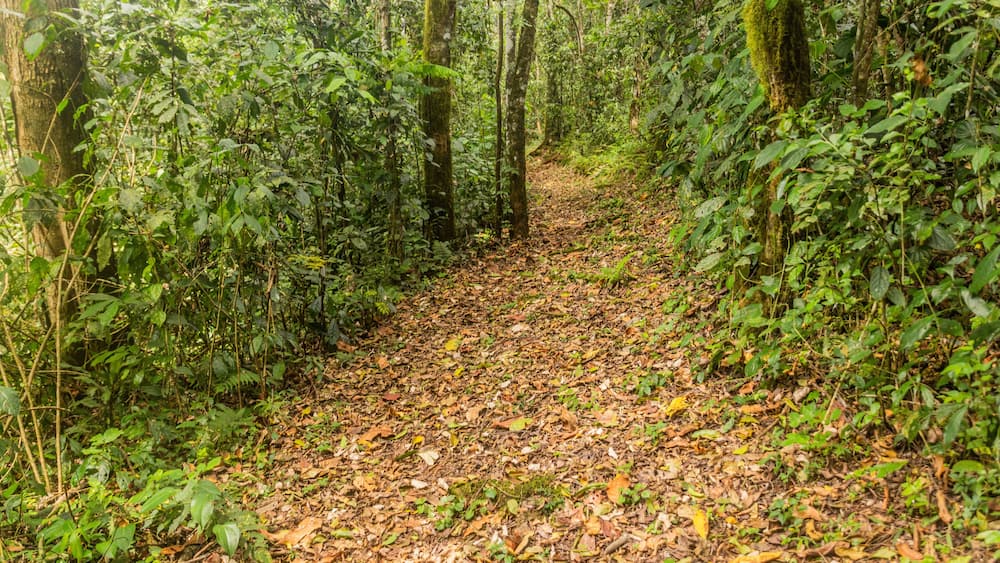 Hiking trail in Kakamega Forest Reserve, Kenya