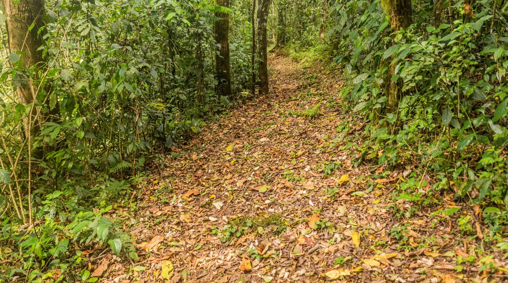 Hiking trail in Kakamega Forest Reserve, Kenya
