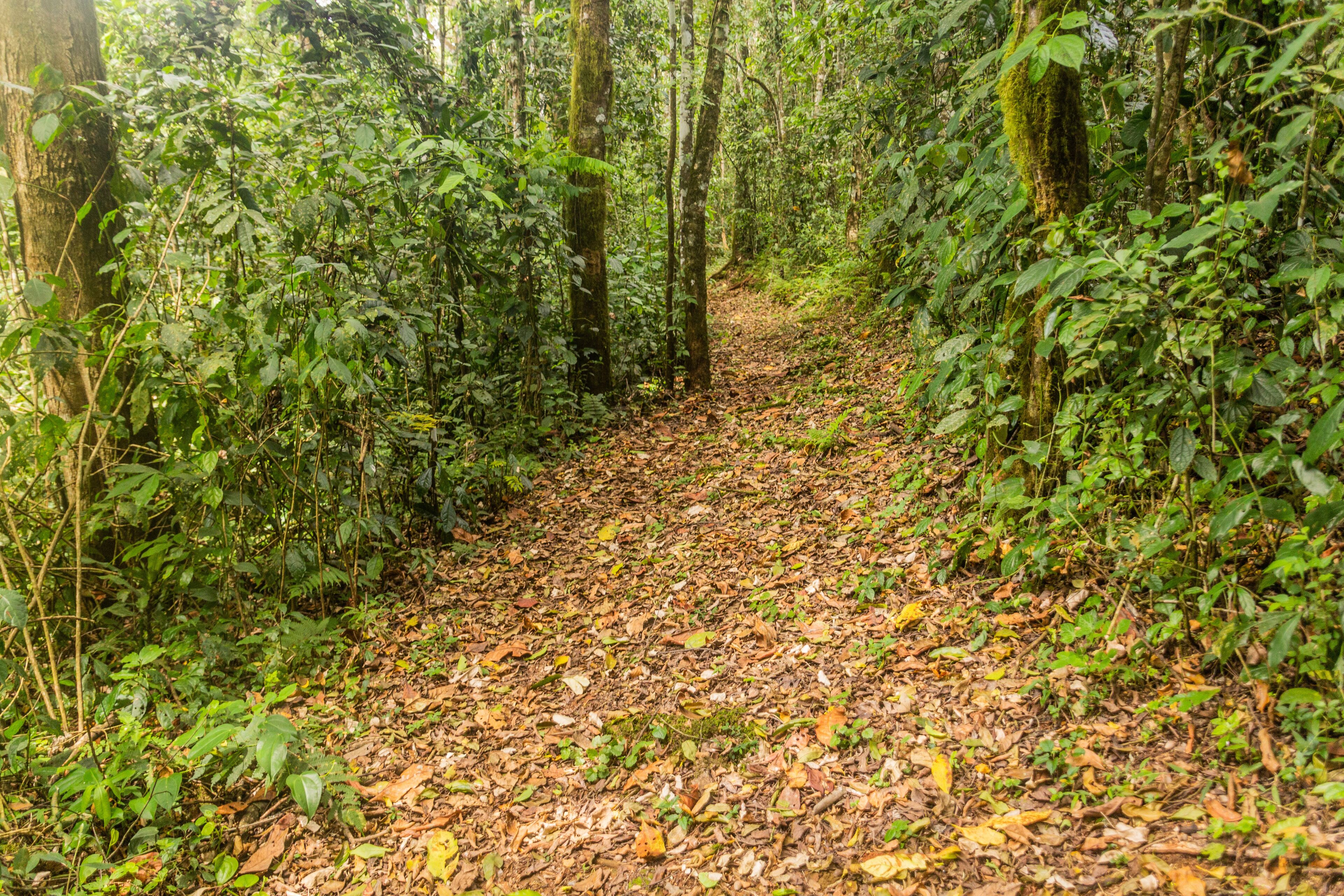 A forest path with dense foliage and a ground covered in dry leaves.